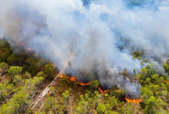 Incendi boschivi in Italia nel 2026