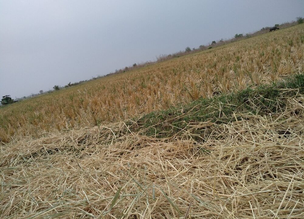 Immagine rappresentativa della crisi climatica in agricoltura