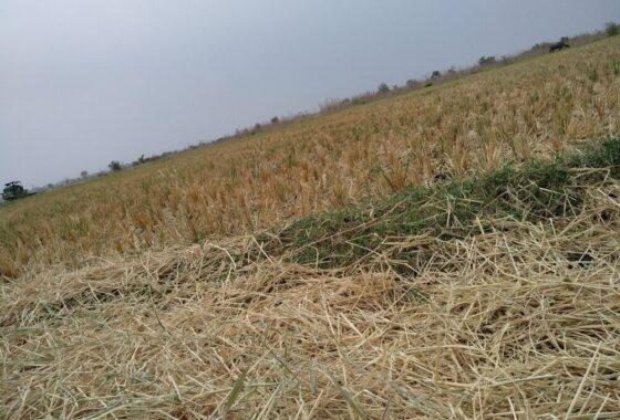 Immagine rappresentativa della crisi climatica in agricoltura