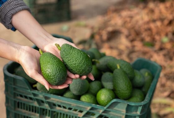 Campo di avocado in Sicilia