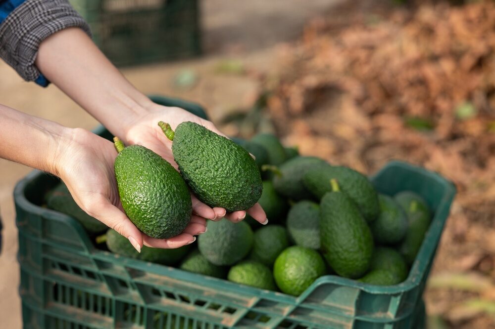 Campo di avocado in Sicilia