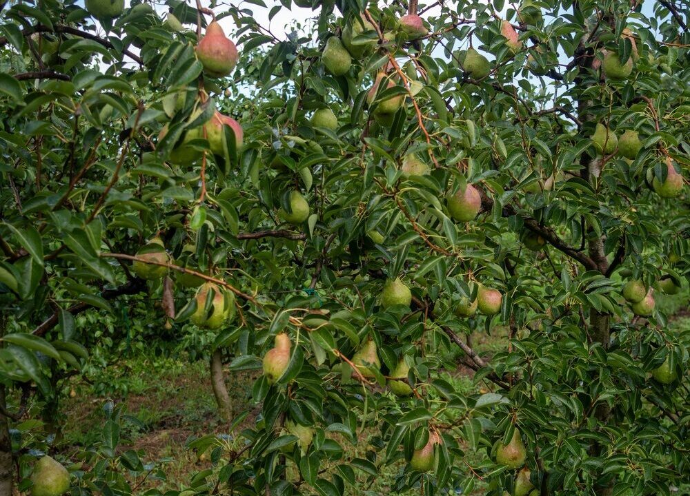 Pere italiane pronte per l'export