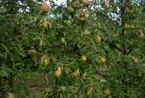 Pere italiane pronte per l'export